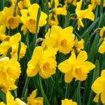 Bulbes à fleurs à planter à l'automne - Narcisse Trompette Jaune (x18) - face recto
